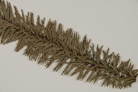 香杉、台灣杉木藏品圖，第5張