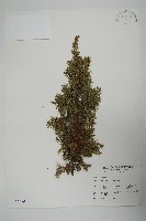 刺柏藏品圖，第1張