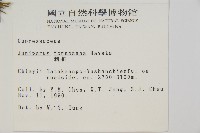 刺柏藏品圖，第2張