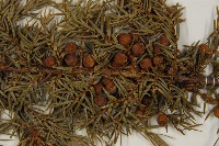 刺柏藏品圖，第3張