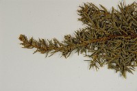 刺柏藏品圖，第4張