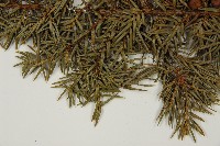 刺柏藏品圖，第5張