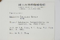 刺柏藏品圖，第2張