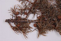 刺柏藏品圖，第3張