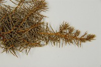 刺柏藏品圖，第4張