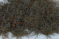 刺柏藏品圖，第5張