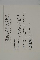 柳杉藏品圖，第2張