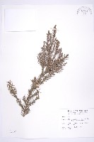 柳杉藏品圖，第1張