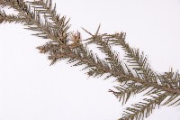 柳杉藏品圖，第3張