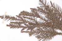 柳杉藏品圖，第4張