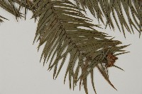 杉木藏品圖，第3張