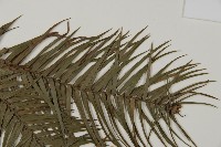 杉木藏品圖，第4張