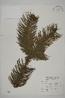 杉木藏品圖，第1張