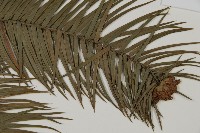 杉木藏品圖，第3張