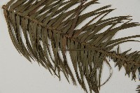 杉木藏品圖，第5張