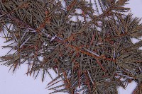 刺柏藏品圖，第3張