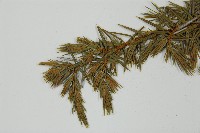 刺柏藏品圖，第4張