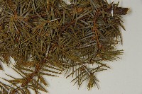 刺柏藏品圖，第5張