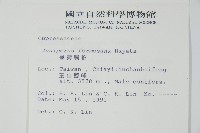 刺柏藏品圖，第2張