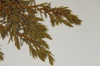 刺柏藏品圖，第5張