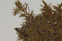 刺柏藏品圖，第3張