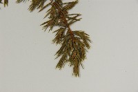 刺柏藏品圖，第4張