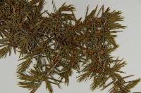 刺柏藏品圖，第5張