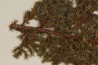 香青藏品圖，第3張