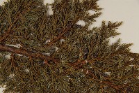 香青藏品圖，第4張