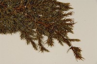 香青藏品圖，第5張