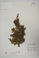 香青藏品圖，第1張