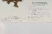 香青藏品圖，第2張