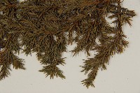 香青藏品圖，第5張