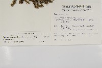 香青藏品圖，第2張