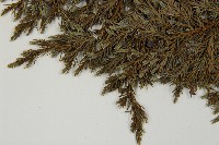 香青藏品圖，第5張