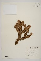 臺灣冷杉藏品圖，第1張