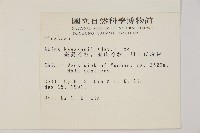 臺灣冷杉藏品圖，第2張