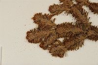 臺灣冷杉藏品圖，第3張