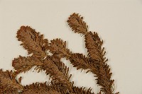 臺灣冷杉藏品圖，第4張