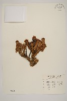 臺灣冷杉藏品圖，第1張