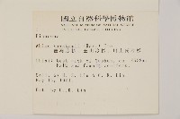 臺灣冷杉藏品圖，第2張