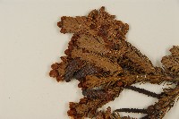 臺灣冷杉藏品圖，第3張