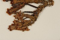 臺灣冷杉藏品圖，第4張