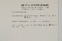 大葉羅漢松藏品圖，第2張