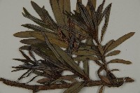 大葉羅漢松藏品圖，第3張