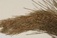 馬尾松藏品圖，第4張