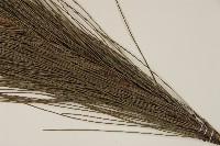 馬尾松藏品圖，第5張