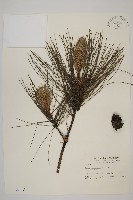 濕地松藏品圖，第1張