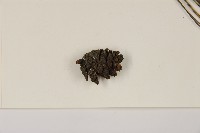 濕地松藏品圖，第3張