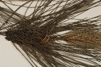 濕地松藏品圖，第4張